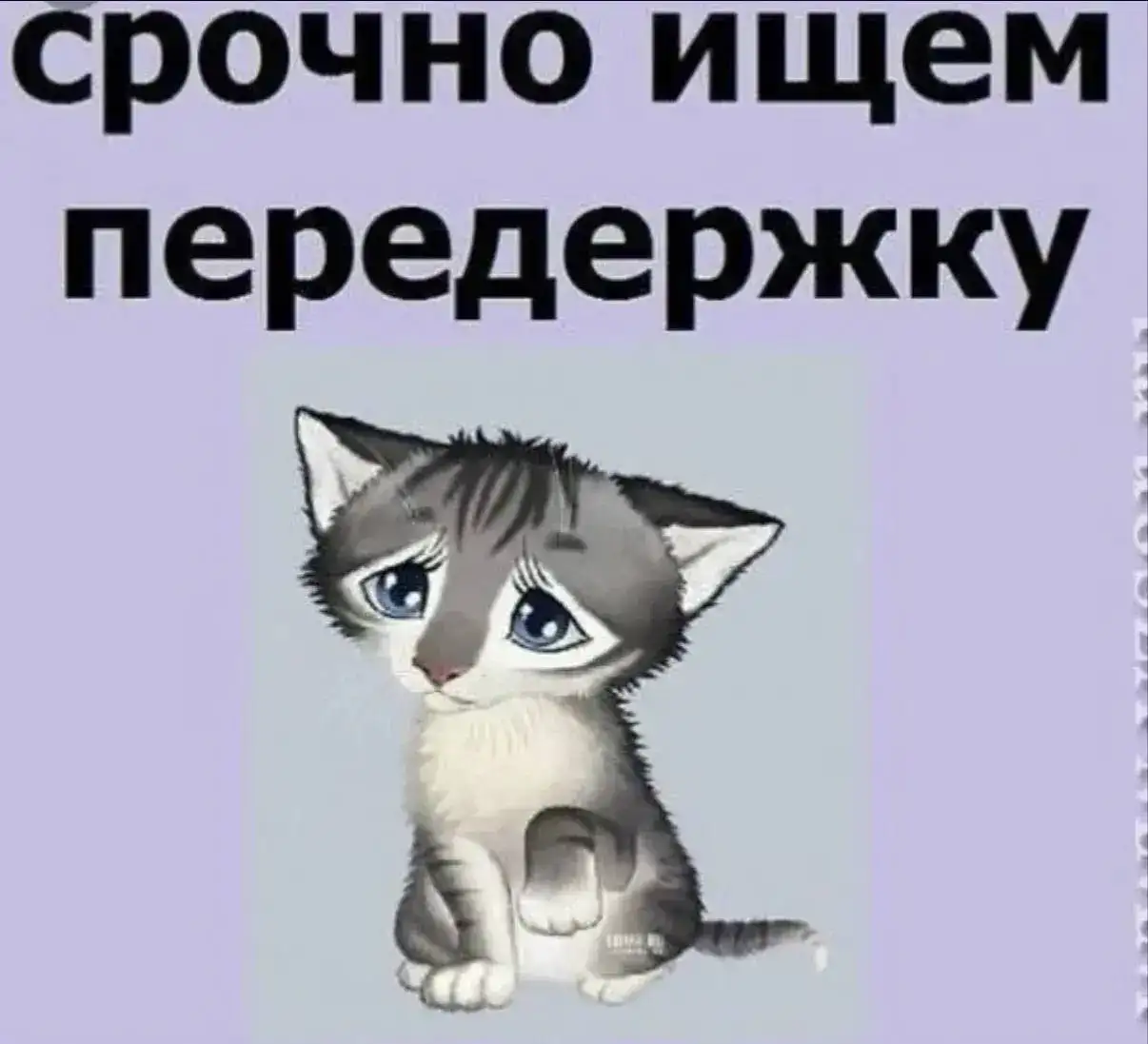 СРОЧНО! Ищут передержку для котят под медицинское обеспечение - Приюты и передержка (Животные) в Энгельс
