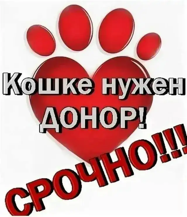 Требуется кот-донор в Саратове - Животные в Саратов