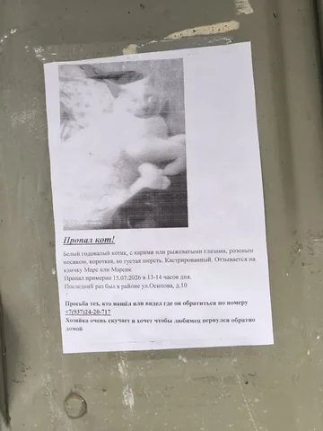 Найден кот или собака? - Потеряшки и находки в Саратов