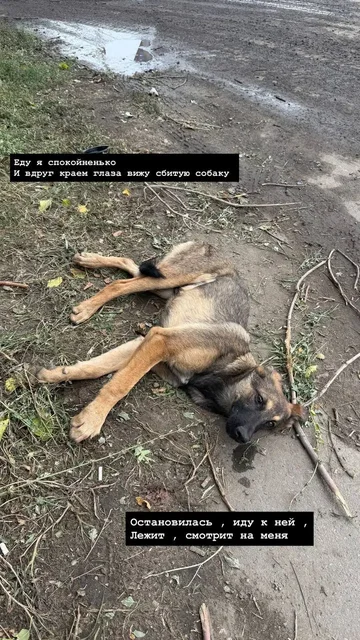 Срочно нужна помощь в пристройстве сбитой собаки - Потеряшки и находки в Саратов