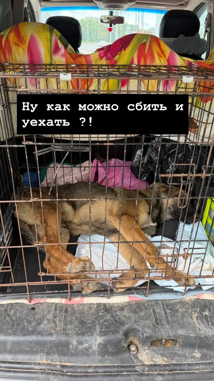Срочно нужна помощь в пристройстве сбитой собаки - Собаки (Животные) в Саратов