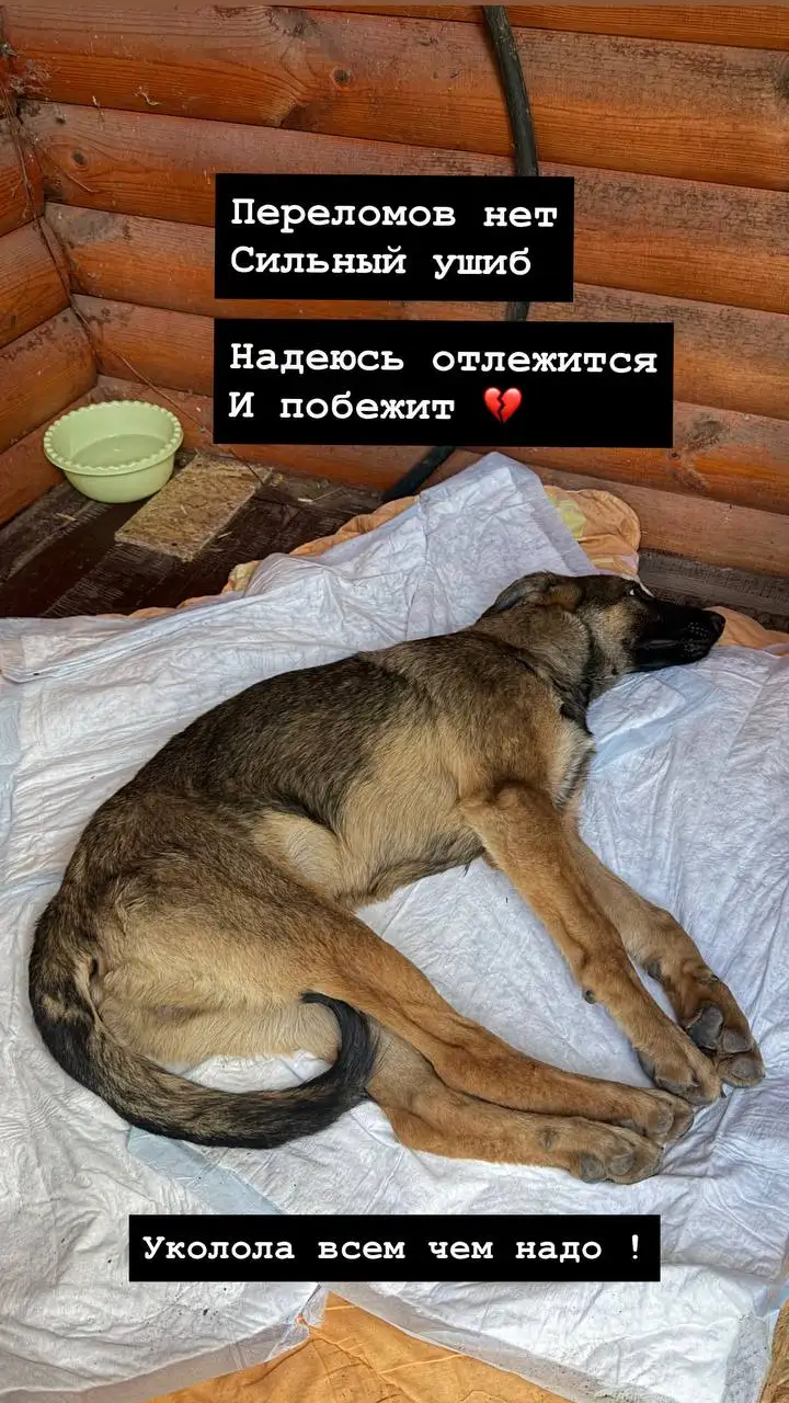 Срочно нужна помощь в пристройстве сбитой собаки - Собаки (Животные) в Саратов