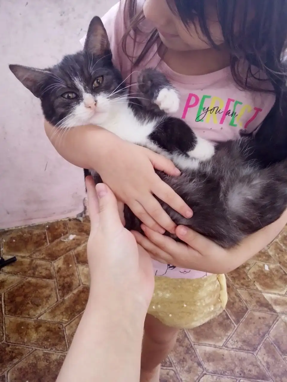 Сбор средств на лечение и кастрацию котика - Кошки (Животные) в Саратов