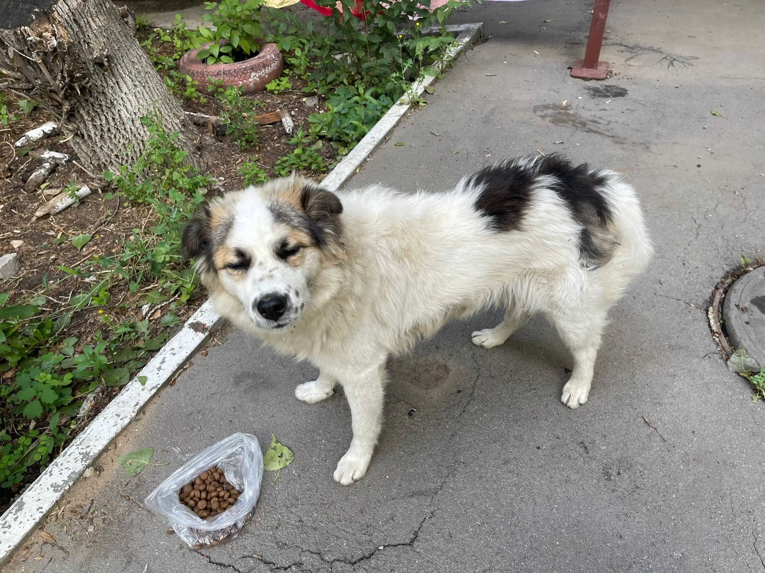 Найден кот/собака у подъезда в Энгельсе - Животные в Энгельс