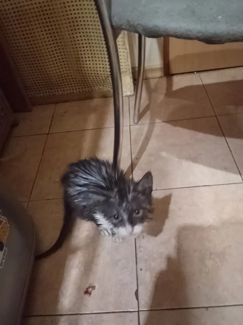 Срочный сбор на лечение и кастрацию котенка - Кошки (Животные) в Саратов