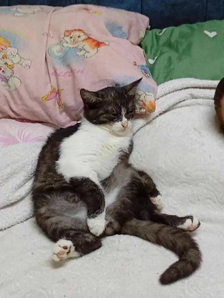 Срочный сбор на лечение и кастрацию котенка - Кошки (Животные) в Саратов