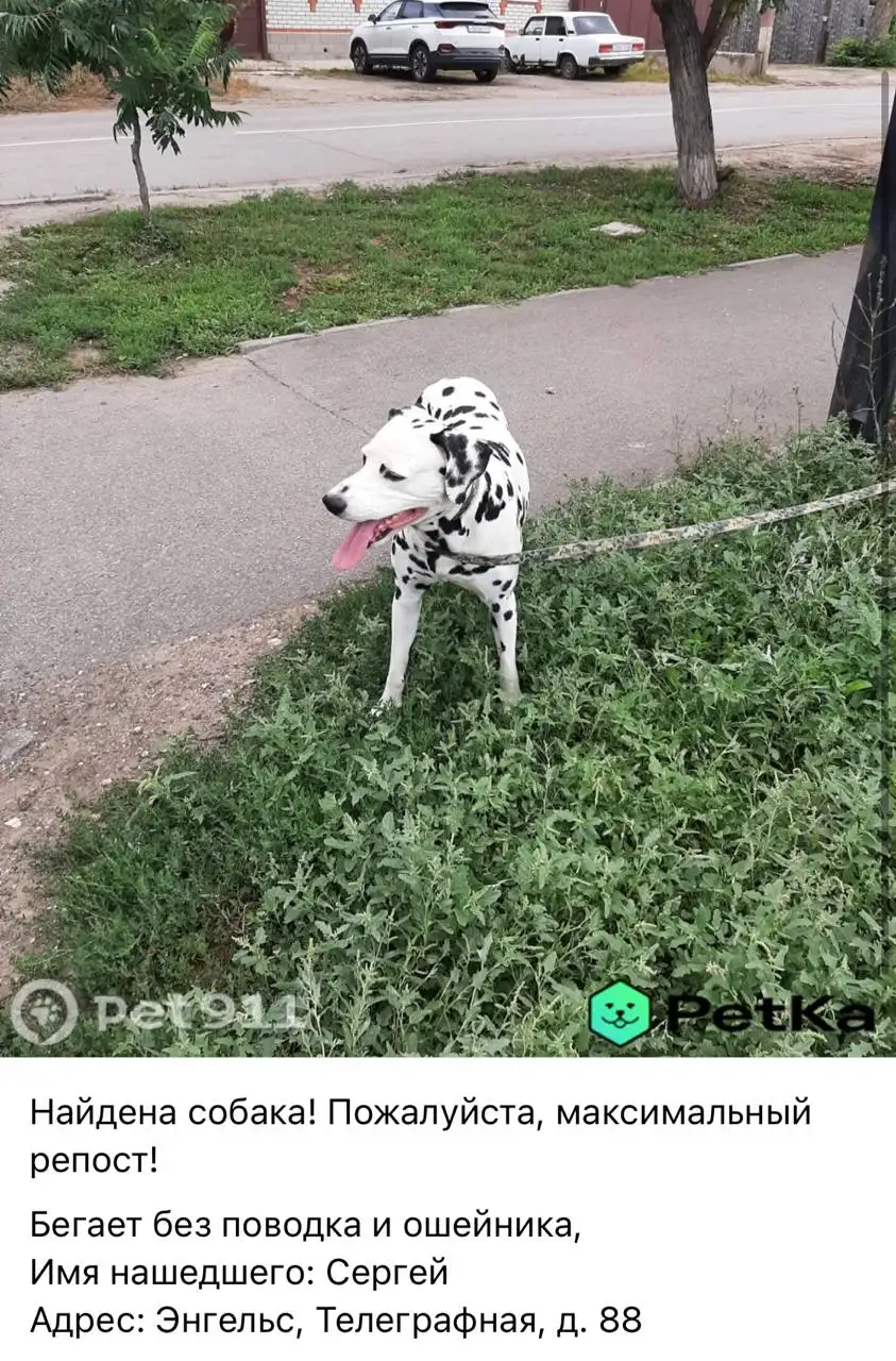 Потеряшка: кошка или собака в Саратове - Потеряшки (Животные) в Саратов