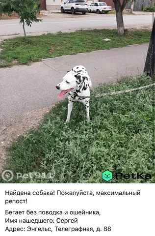 Потеряшка: кошка или собака в Саратове - Потеряшки и находки в Саратов