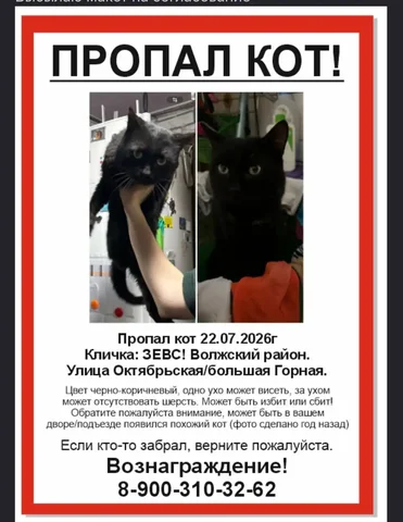 Пропал черный кот, семья очень переживает - Потеряшки и находки в Саратов