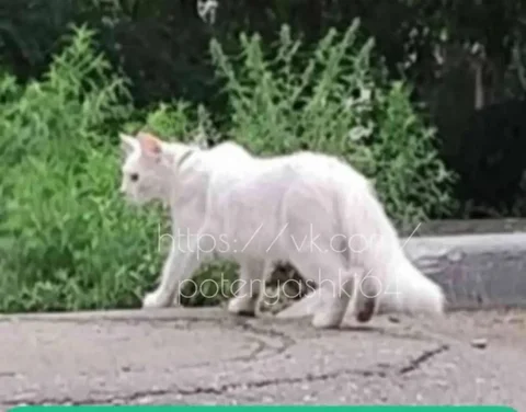 Замечен белый кот с ошейником в Саратове - Потеряшки и находки в Саратов