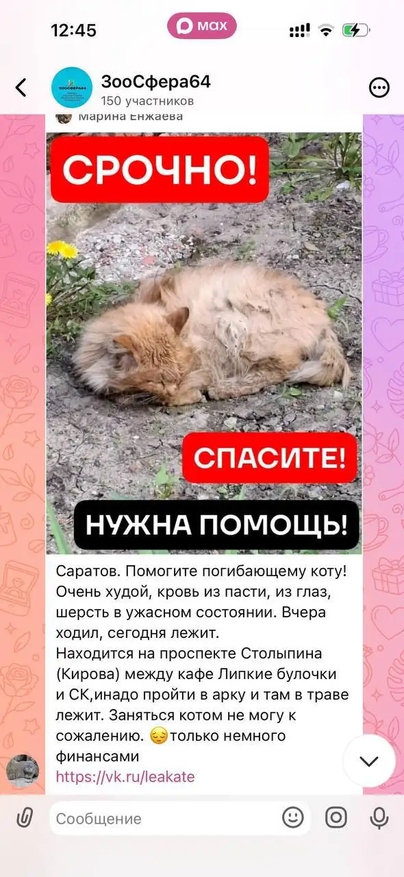 Потерялся рыжий кот - Потеряшки и находки в Саратов