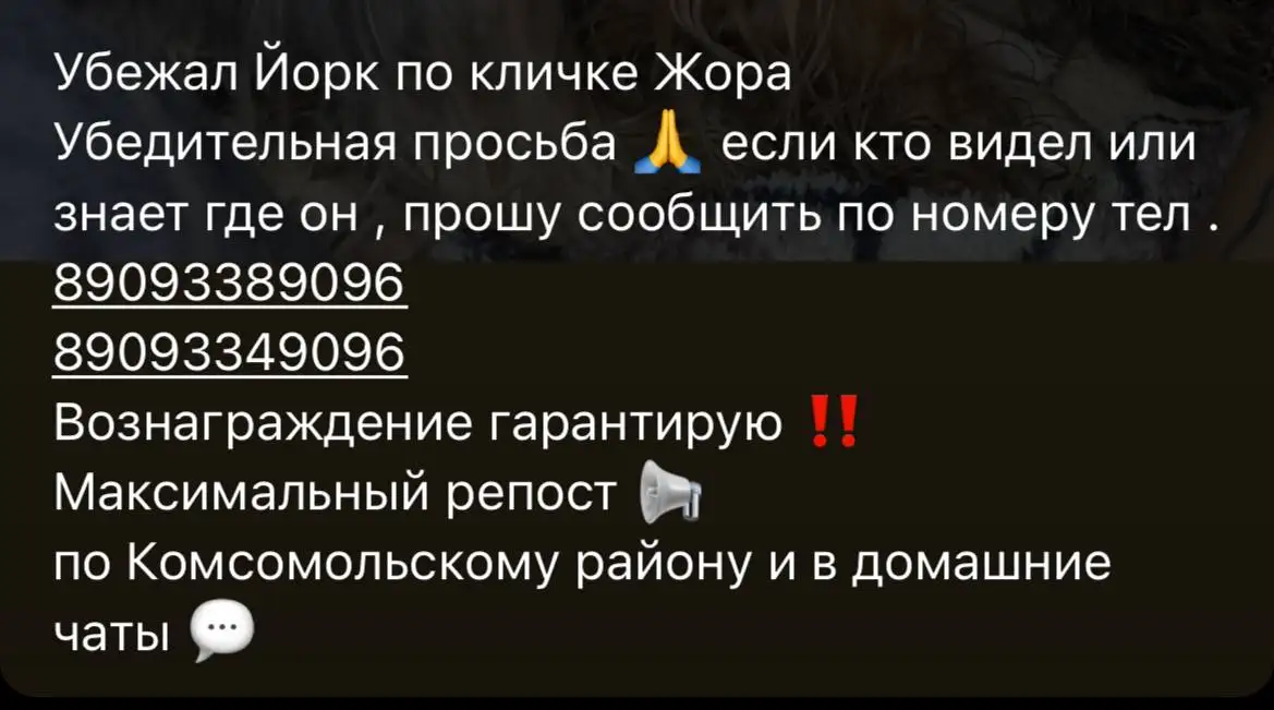 Потерялся йоркширский терьер в Саратове - Животные в Саратов