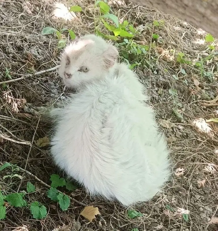 Срочно! Кошке нужна помощь в Саратове - Кошки (Животные) в Саратов