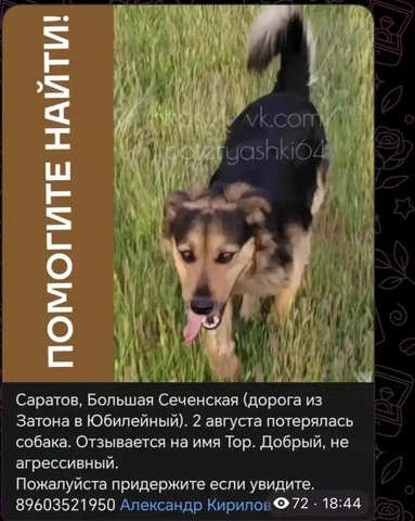 Потеряшки в Саратове - Животные в Саратов