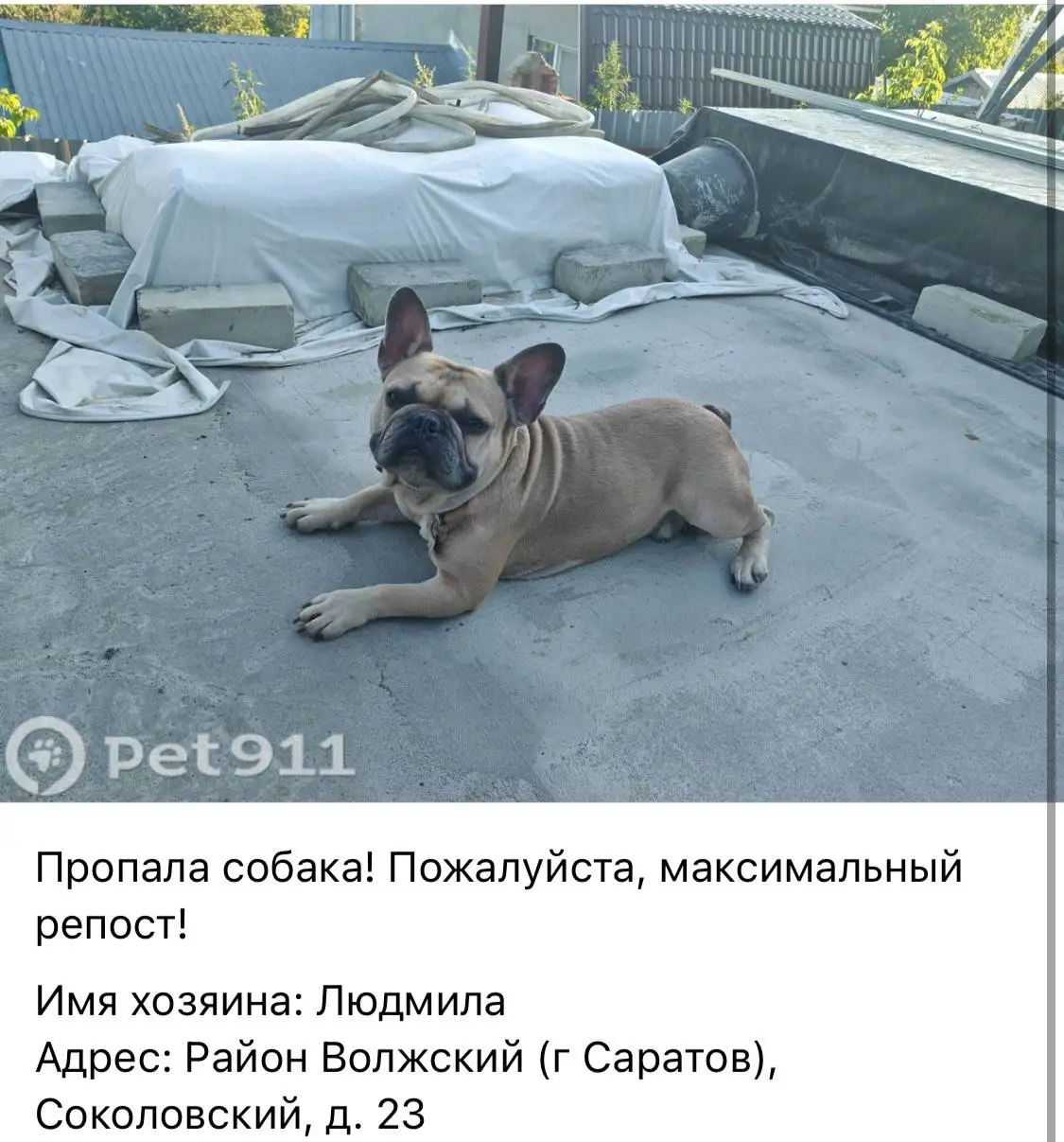 Потеряшка: ищем дом для кошки или собаки в Саратове - Животные в Саратов