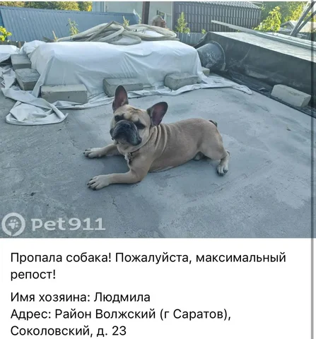 Потеряшка: ищем дом для кошки или собаки в Саратове - Крупный рогатый скот в Саратов