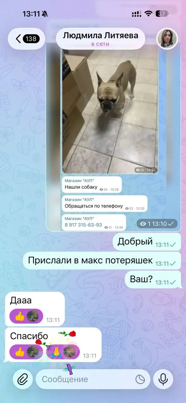 Нашли хозяйку кота/собаки - Животные в Саратов