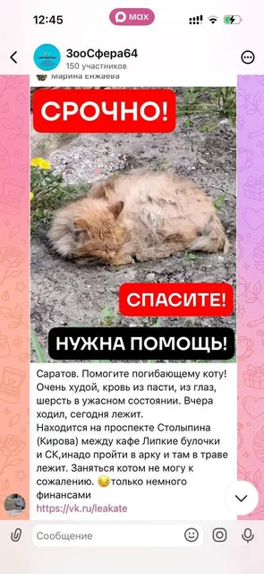 Сбор на удаление гнилого клыка у кота Рыжика - Крупный рогатый скот в Саратов