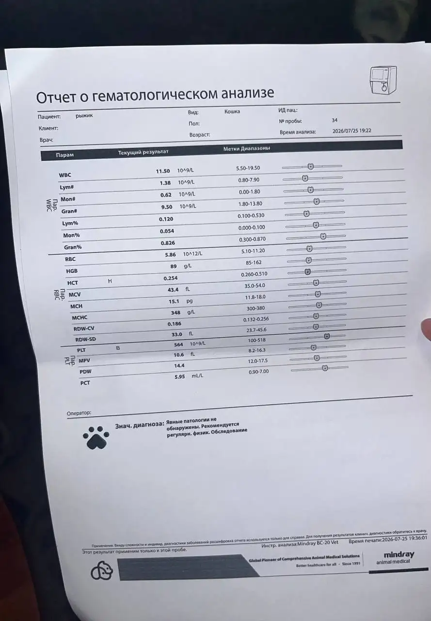 Сбор на удаление гнилого клыка у кота Рыжика - Животные в Саратов