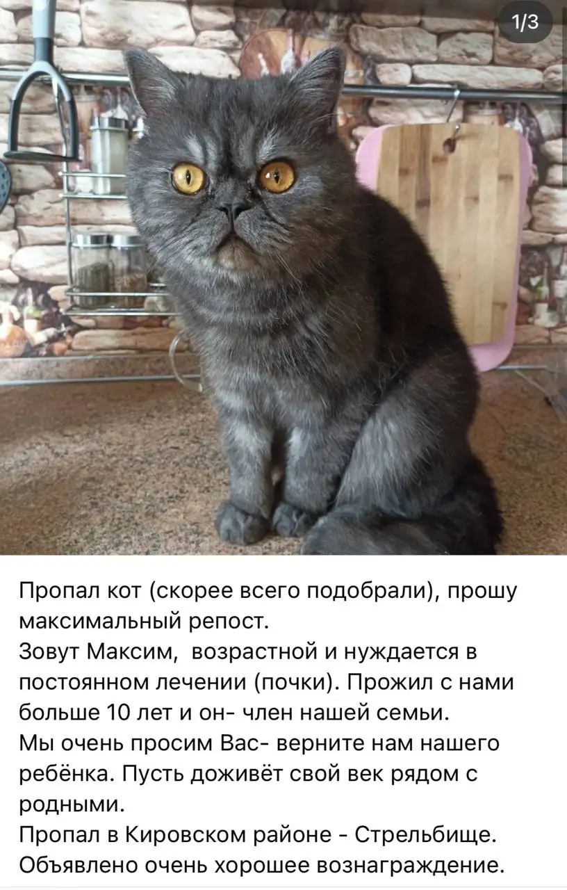 Потеряшка: найдено животное - Животные в Саратов