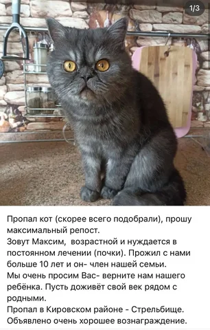Потеряшка: найдено животное - Крупный рогатый скот в Саратов