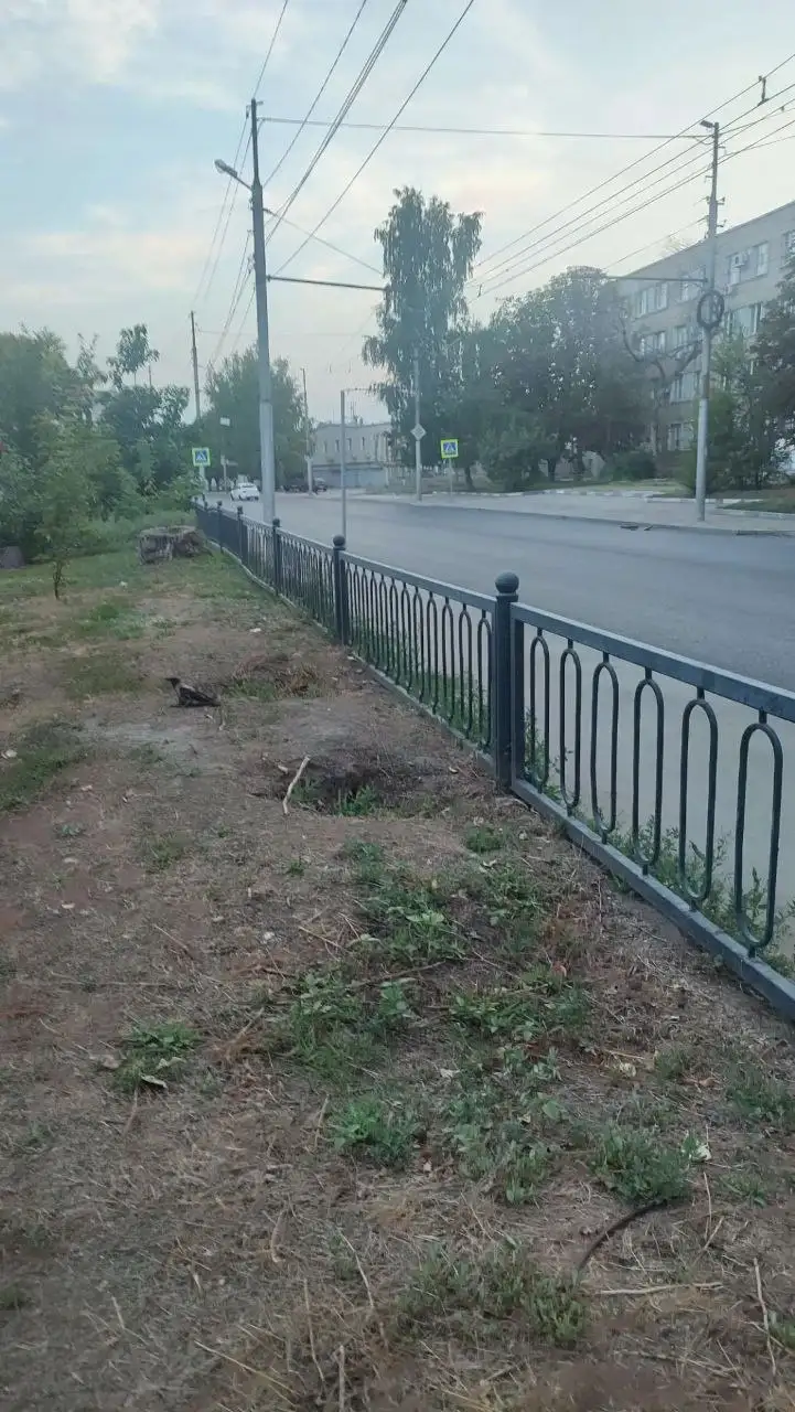 Помощь раненой птице - ворон рядом с парком - Животные в Саратов