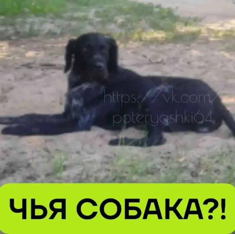 Потерялся взрослый дратхаар в Саратове - Потеряшки (Животные) в Саратов
