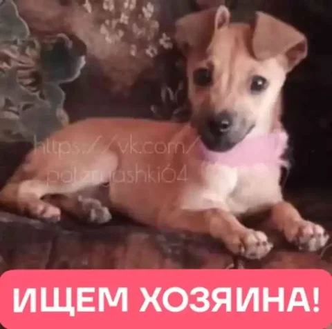 Найден молодой кобель в ошейнике в рп Лысые горы - частное объявление в Лысые горы