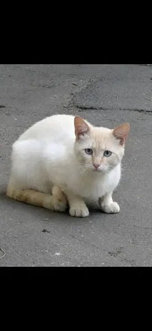 Потерянный кот ищет дом или передержку - Крупный рогатый скот в Саратов