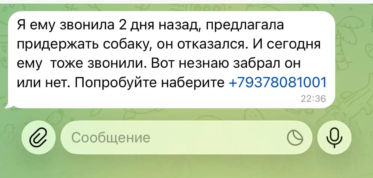 Потеряшка: собака - Потеряшки (Животные) в Саратов