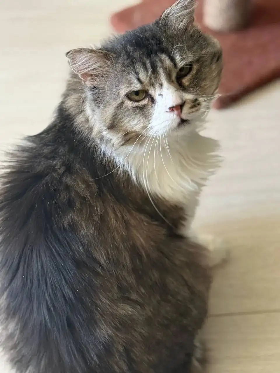 Пристрой кота Барина - Кошки (Животные) в Саратов