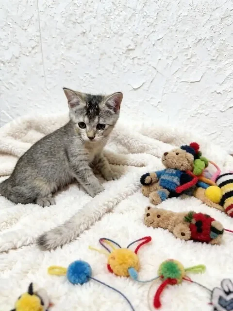 Ищем семью для котенка - Кошки в Саратов