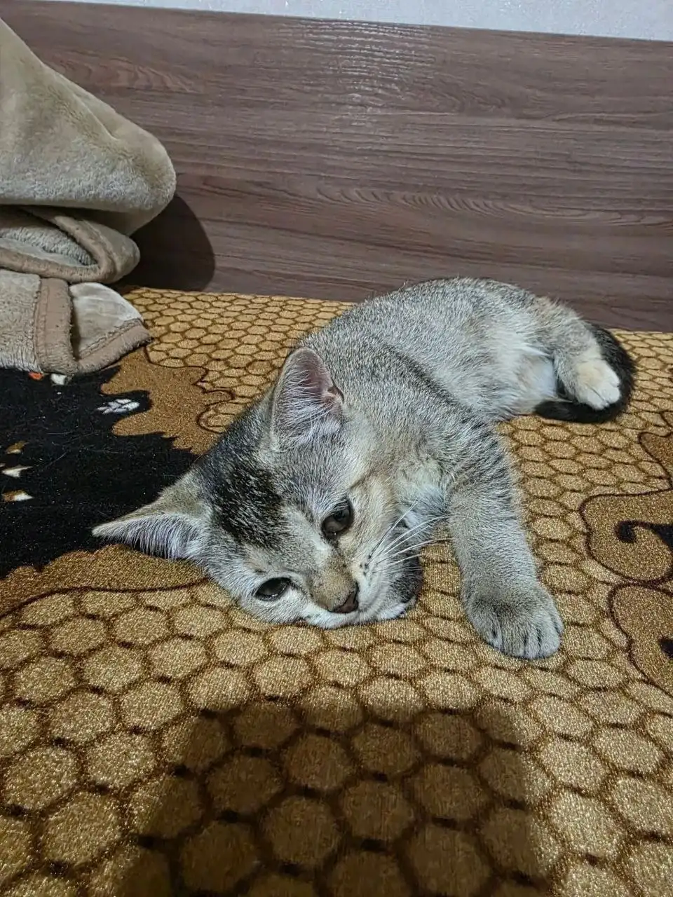 Ищем семью для котенка - Кошки (Животные) в Саратов