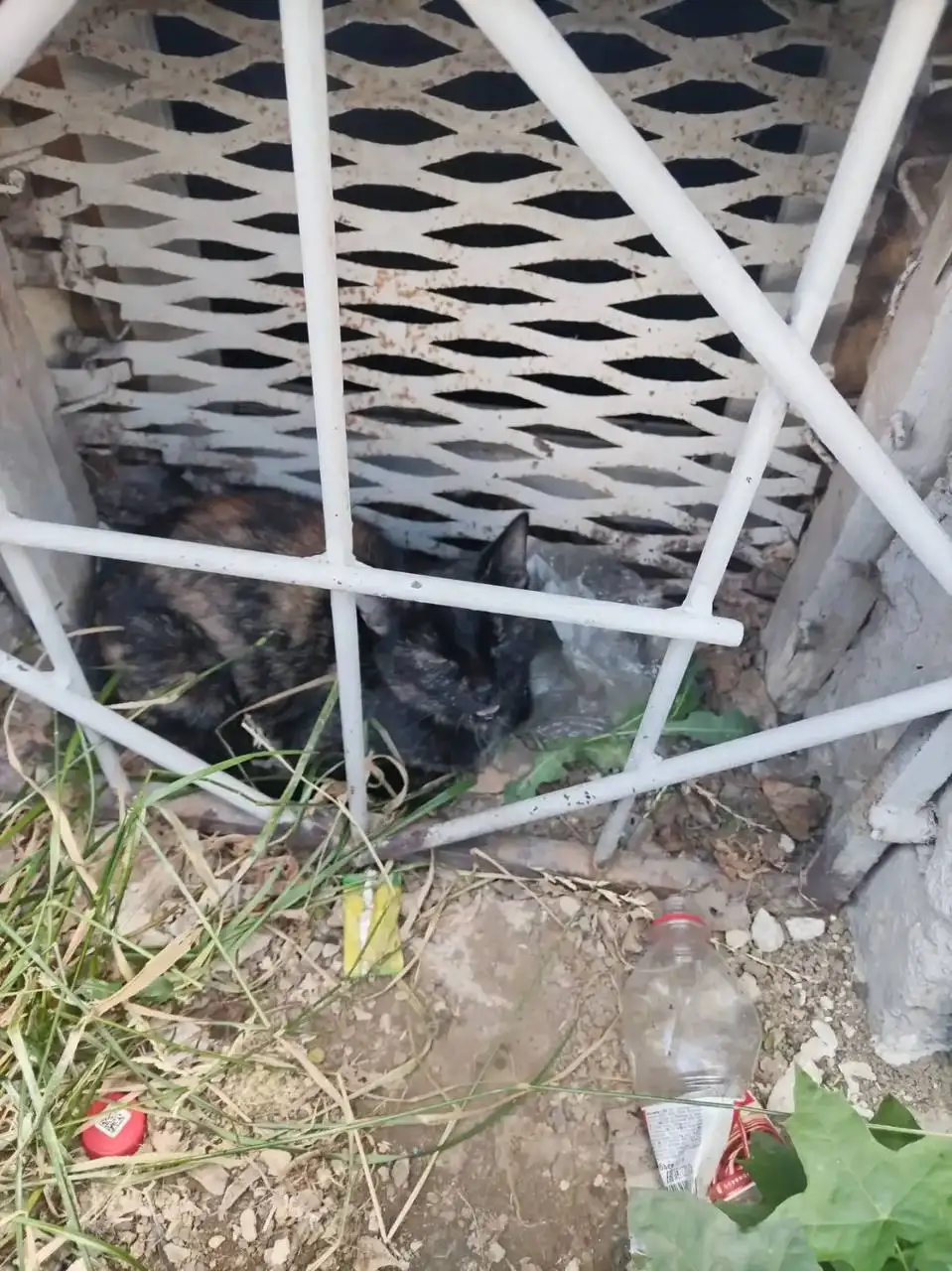 Срочно нужно пристроить кошечку с травмой лапы - Кошки (Животные) в Саратов