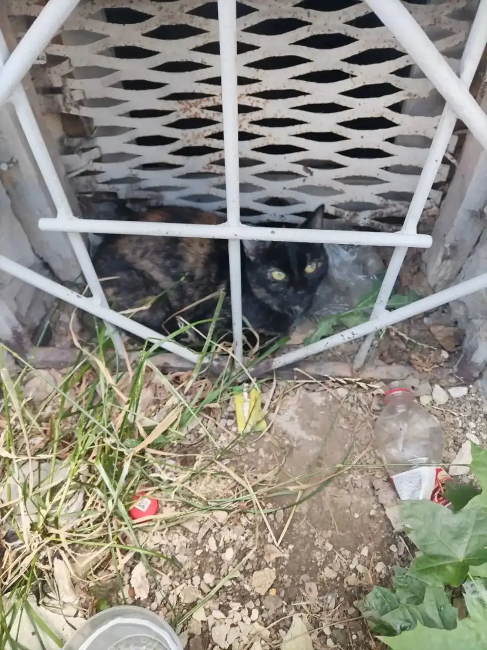 Срочно нужно пристроить кошечку с травмой лапы - Кошки (Животные) в Саратов