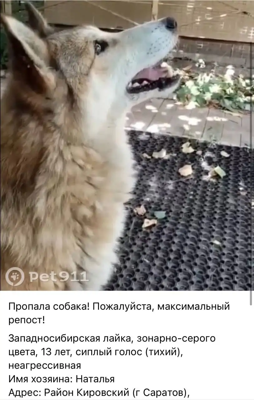 Потеряшка: лайка (Саратов) - Потеряшки (Животные) в Саратов