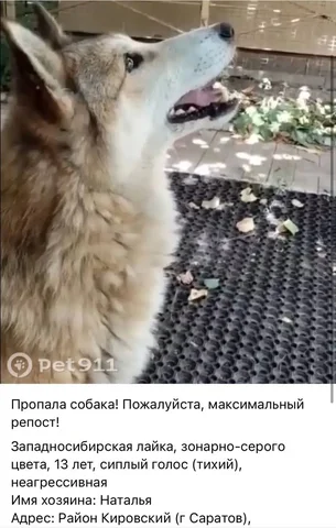 Потеряшка: лайка (Саратов) - Потеряшки в Саратов