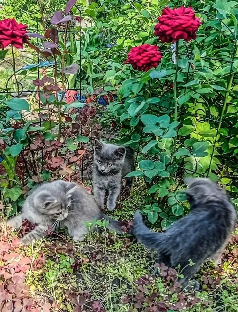 Котята ищут дом - Кошки в Саратов