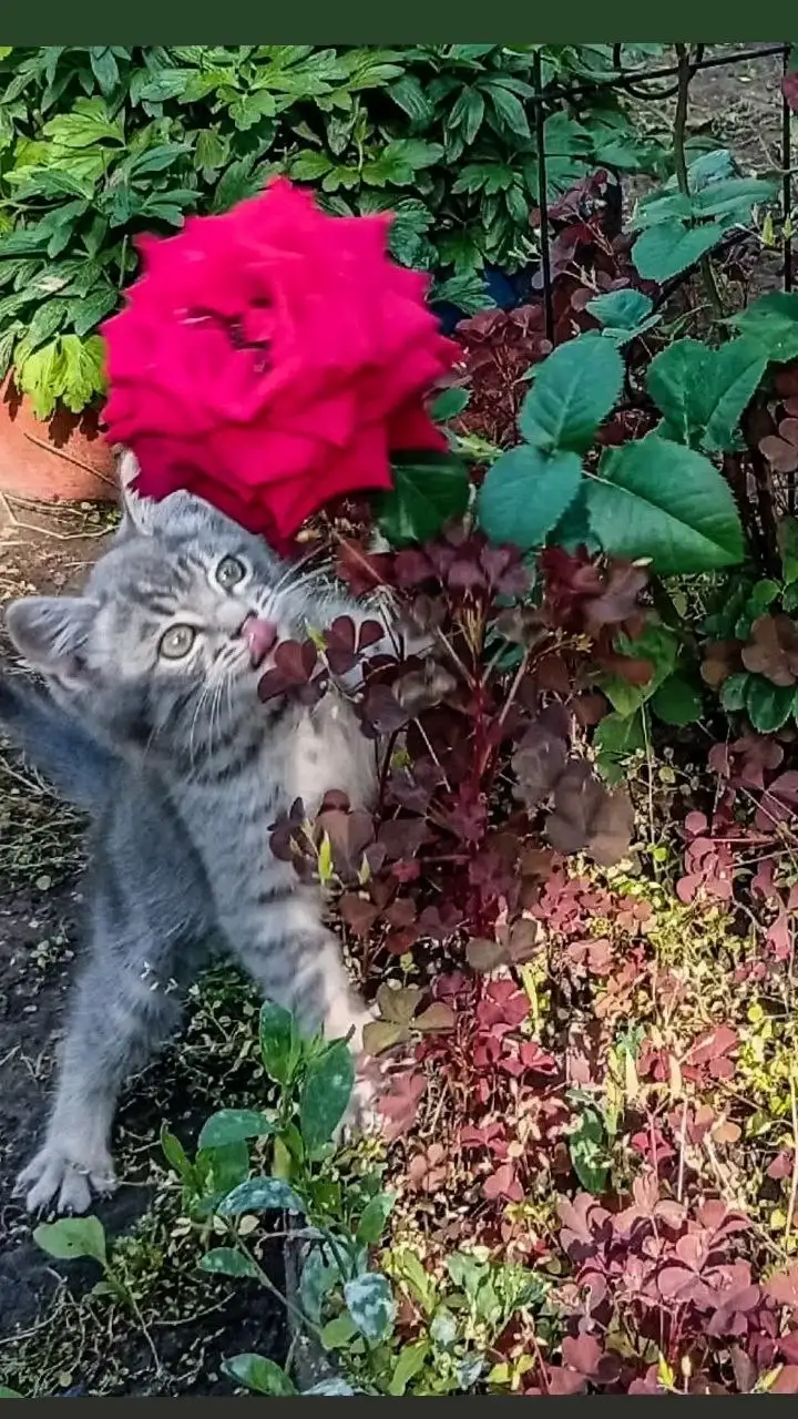 Котята ищут дом - Кошки (Животные) в Саратов