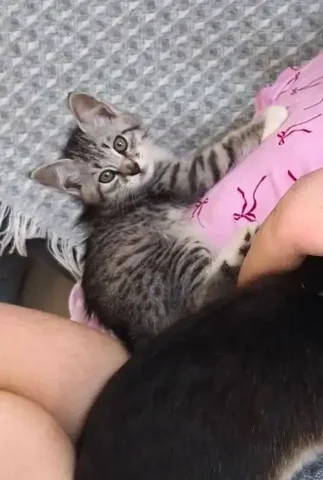 Потерялся котёнок (девочка) в Шумейке - Потеряшки в Саратов