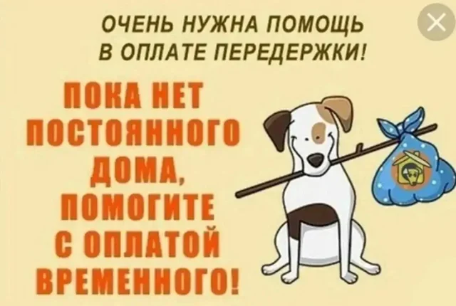 Сбор средств на передержку собак (Барни, Мэгги, Мэри) и котов - Животные в Саратов