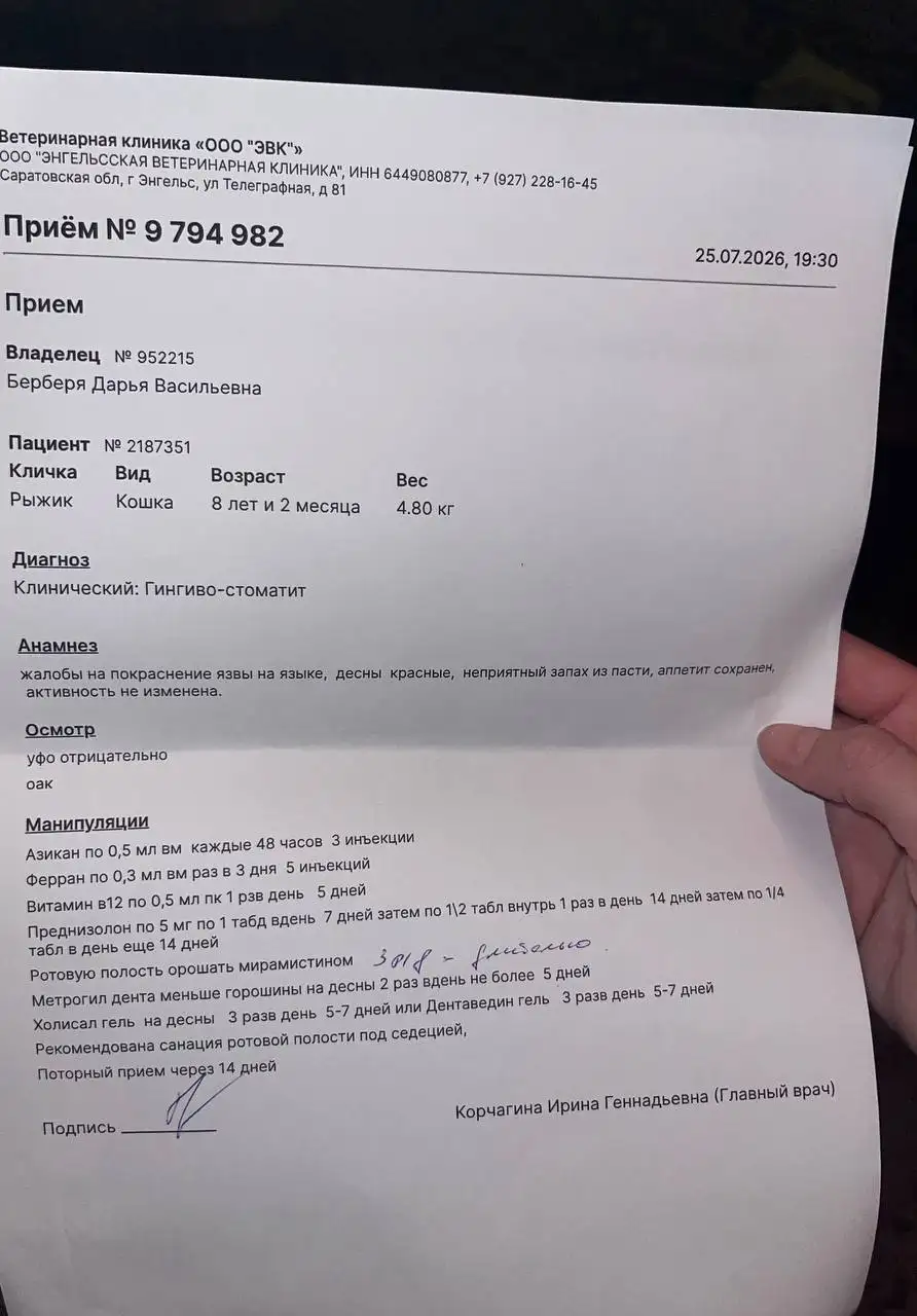 Сбор на удаление гнилого клыка у Рыжика - Животные в Саратов