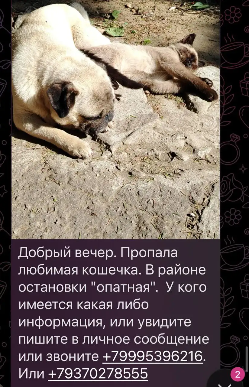 Потеряшки в Энгельсе - Животные в Энгельс