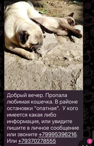 Потеряшки в Энгельсе - частное объявление в Энгельс
