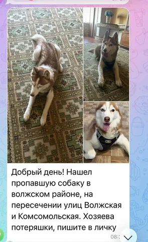Потерялась хаски в Саратове - Потеряшки в Саратов