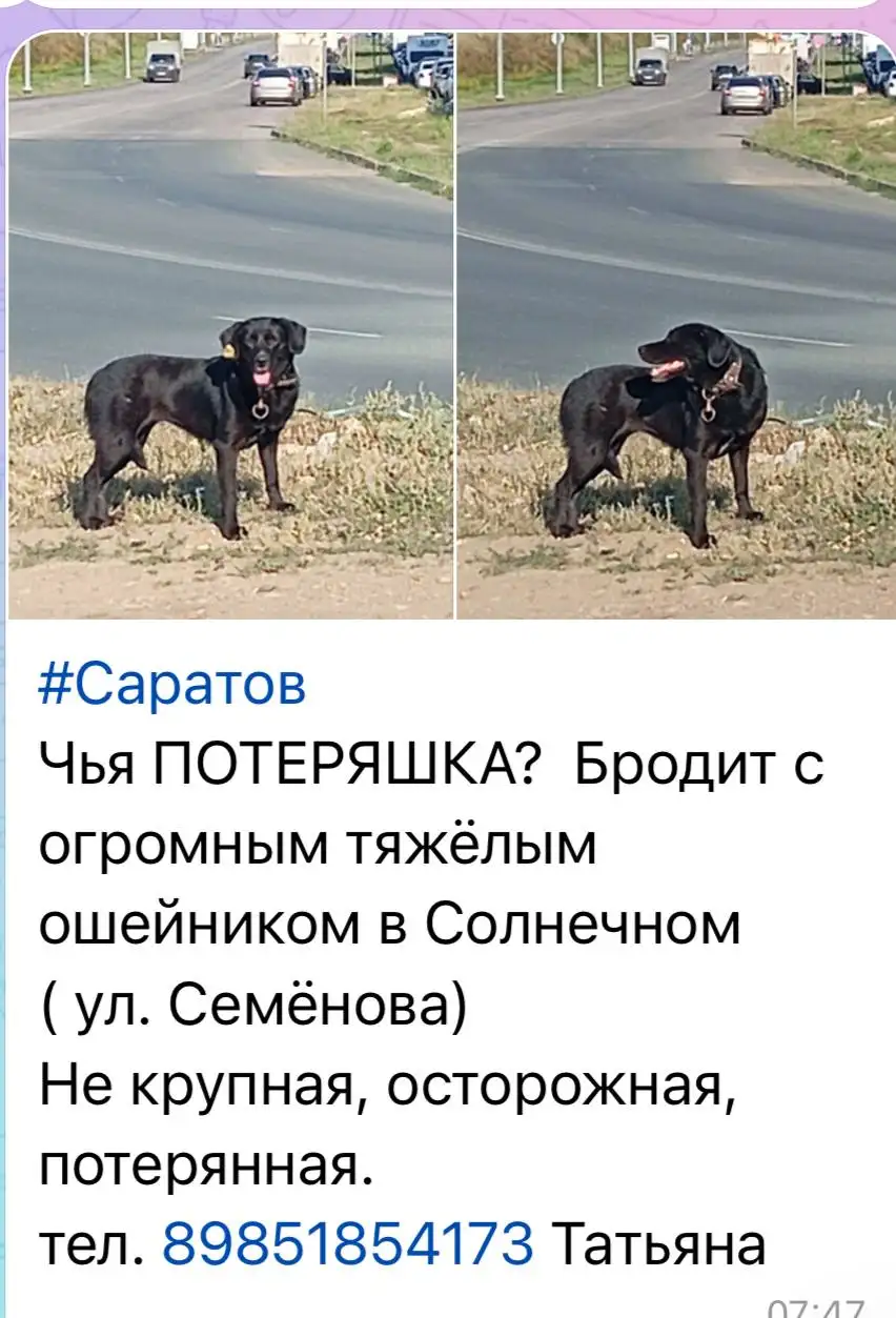 Потеряшка: пропало животное - Потеряшки (Животные) в Саратов