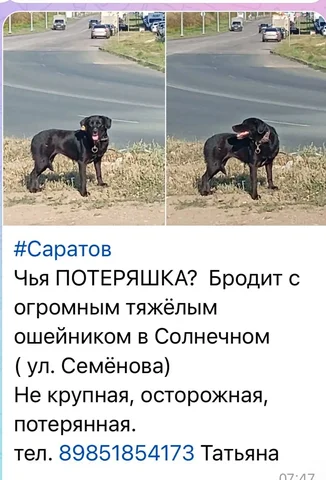 Потеряшка: пропало животное - Потеряшки в Саратов