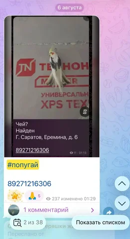 Потеряшка: Не ваш? - Крупный рогатый скот в Саратов