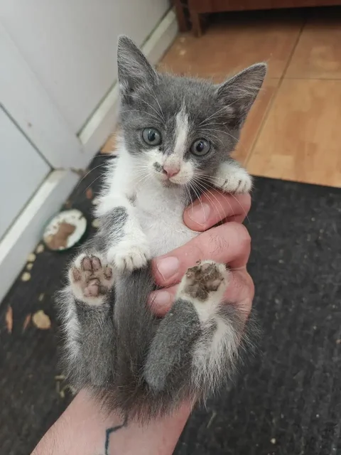 Котенок мальчик ищет дом - частное объявление в Энгельс