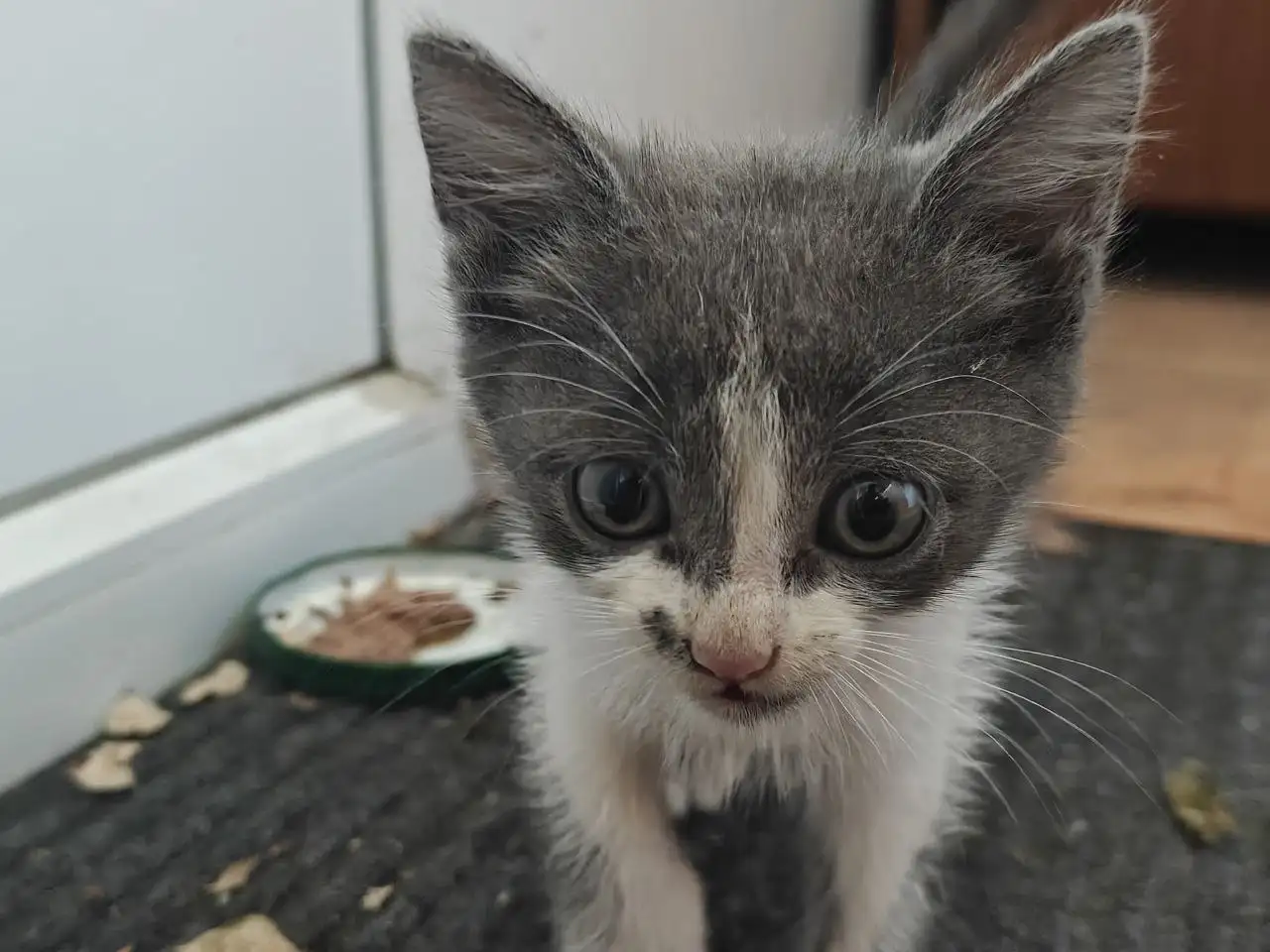 Котенок мальчик ищет дом - Кошки (Животные) в Энгельс